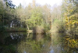 Waldweiher.jpg